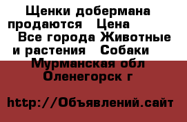 Щенки добермана  продаются › Цена ­ 45 000 - Все города Животные и растения » Собаки   . Мурманская обл.,Оленегорск г.